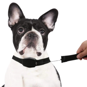 2 in 1 Retractable Dog Leash & Collar